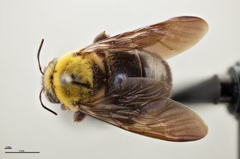 Media type: image;   Entomology 810833 Aspect: habitus dorsal view